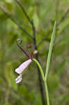 Rosebud orchid